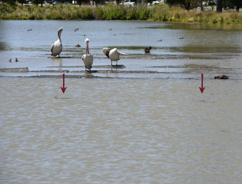 Victoria Park Lake Turtles - November 2025 3