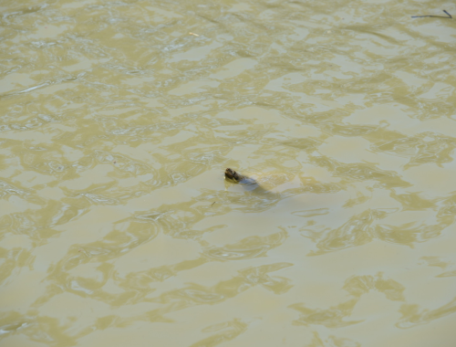 Victoria Park Lake Turtles - November 2025 7