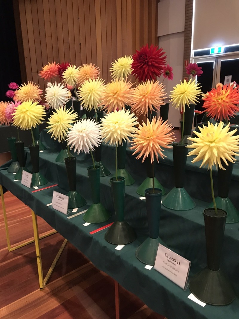 Victorian Country Dahlia Championships & Annual Flower Show