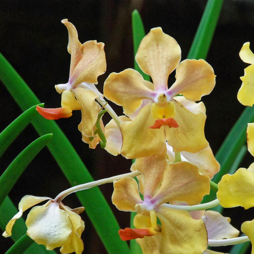 Victorian Country Orchid Clubs Challenge 2026