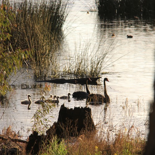 Breakfast with the Birds