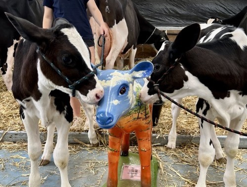 Moooving Art - Outback Calf at IDW 2024