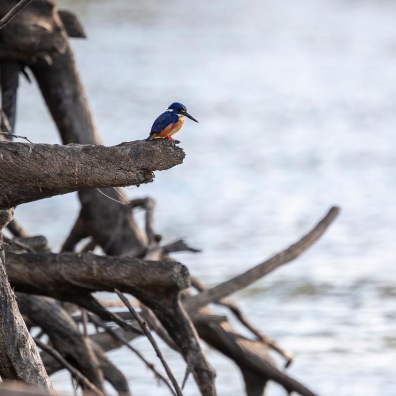Kingfisher Cultural River Cruises -  Murray River Barmah Lakes